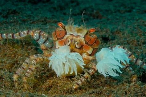 boxer crab distribution|lybia tessellata boxer crab.